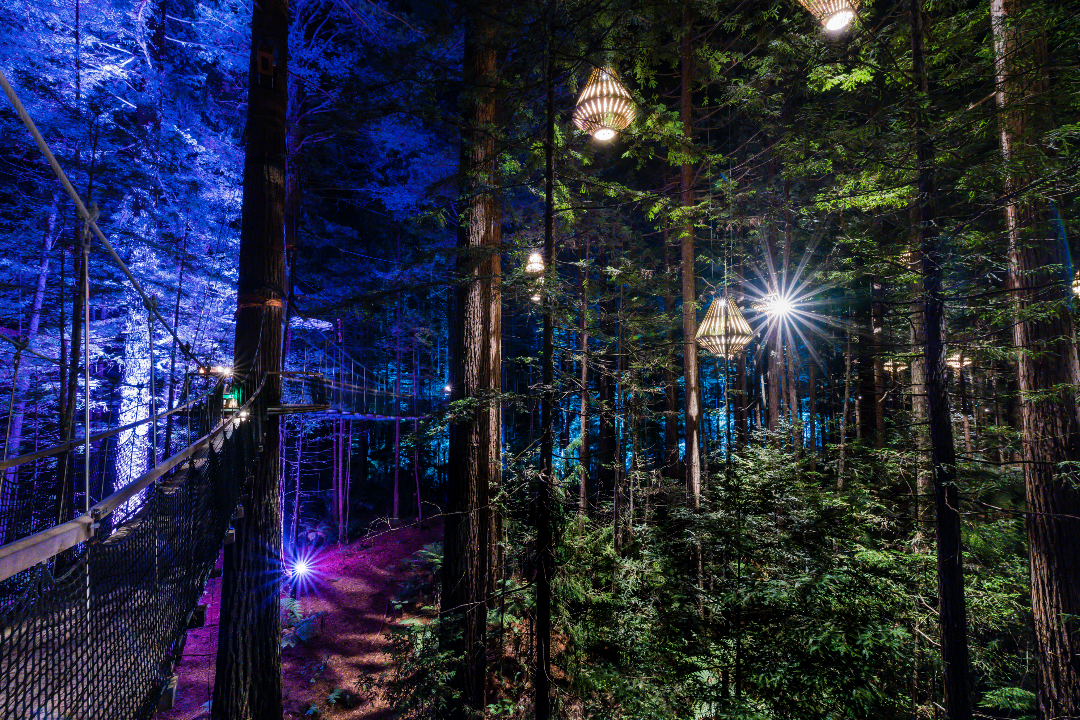 194325-redwoods-treewalk_nightlights.jpg